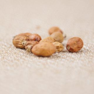 неизвестная специя